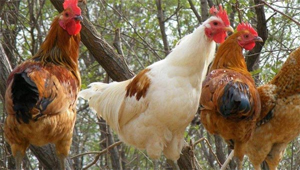 久久精品一区二区免费播放有哪些?